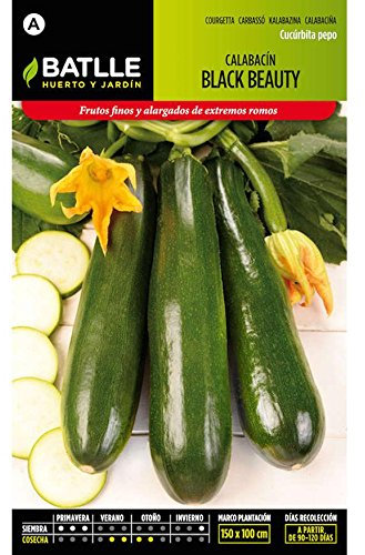 Semillas de Calabacín Black Beauty