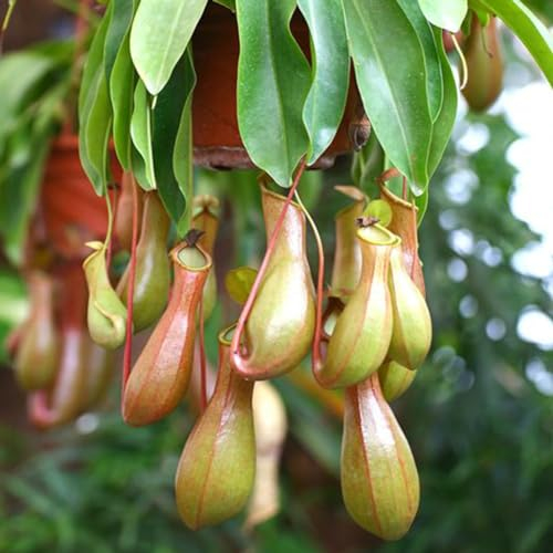 20 Stück Nepenthes-Samen für den Garten, Balkon, Topfbonsai, fleischfressende Kannenpflanzen, Gartensamen zum Pflanzen jetzt Nepenthes-Samen