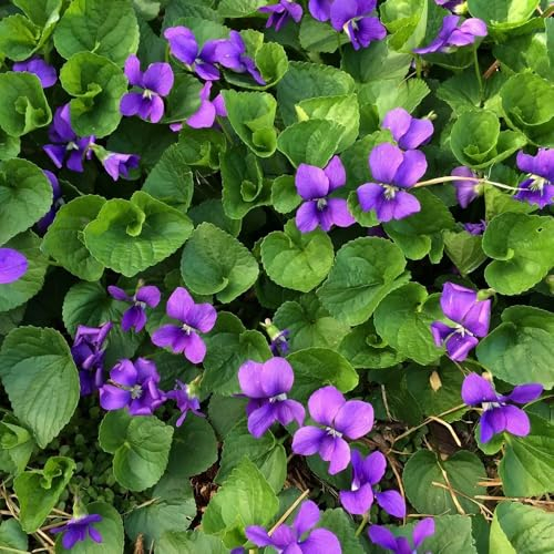 30 pcs Duftveilchen Pflanze Samen, blumensamen bodendecker winterhart Viola odorata Samen, heilkräuter wiesensaatgut indoor kräutergarten bienen wiese kräuter hochbeet balkonblumen