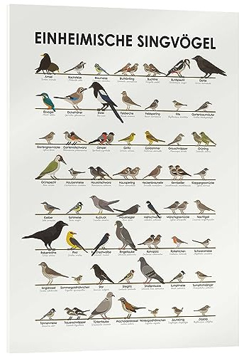 Posterlounge Einheimische Singvögel Acrylglasbild