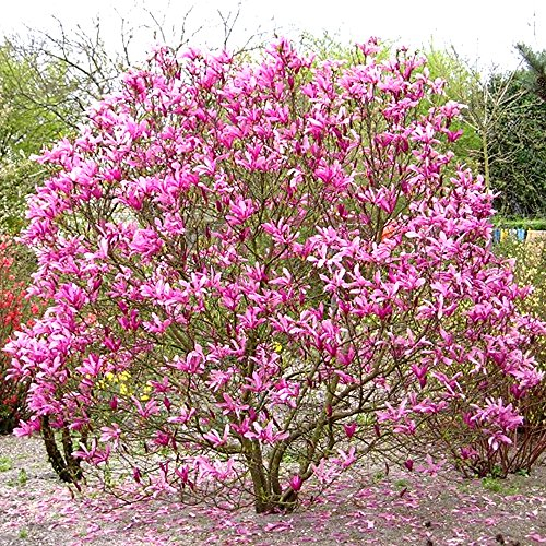 GardenersDream Magnolia 'Susan' Plant - Outdoor Garden Ready Flowering Shrub - Beautiful Deciduous Hardy Shrub for Gardens and Patios (9cm Pot, 20-30cm)