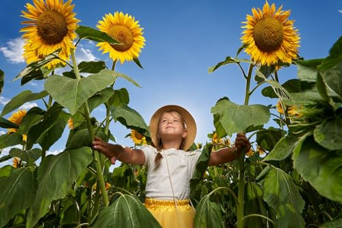 500 Samen Große Gelbe Sonnenblume Samen Helianthus annuus Hohe große gelbe Blüten, Bienenmagnet Sonnen Blumen