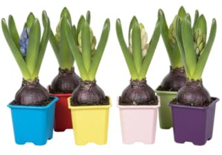 DECOALIVE Seis Jacintos Bulbos Vivos que Aportan Aroma Dulce y Belleza Primaveral Todo el Año