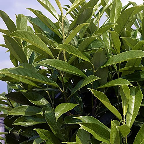 Kirschlorbeer Caucasica Fontanette - Hecken Pflanze 60-80 cm immergrün & winterhart als Sichtschutz – Pilzfreie mehrjährige Lorbeerkirsche Prunus Laurocerasus von Garten Schlüter