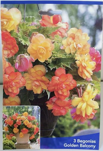 3 Bulbes de Bégonias Golden Balcony Cal 5+