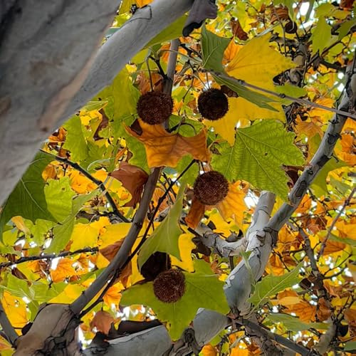 semillas de plátano, verdes Platanus acerifolia, comprar de semillas resistentes variedades antiguas balcón 5pcs