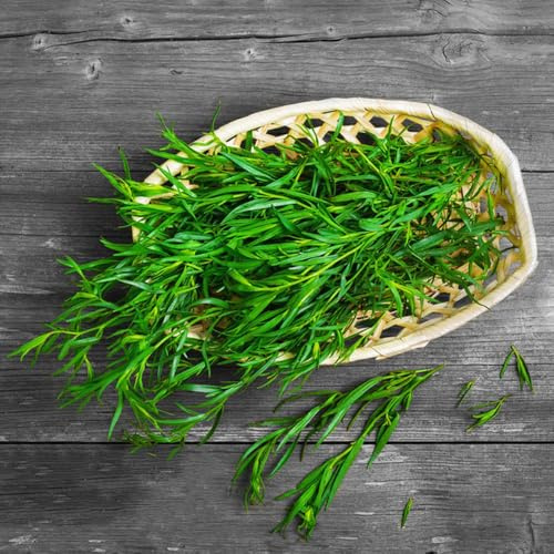semillas de estragón, jardín, invierno, balcón frescas de estragón cocina de jardín raras, 100pcs