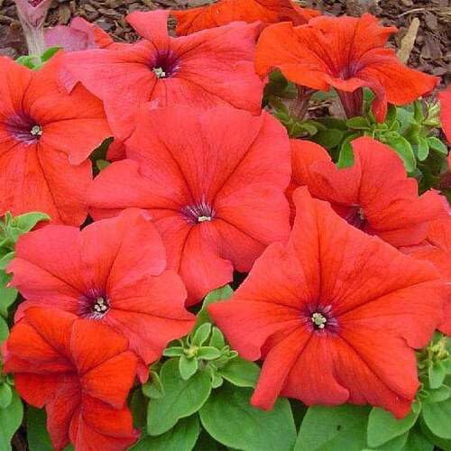 100 semillas de petunia roja