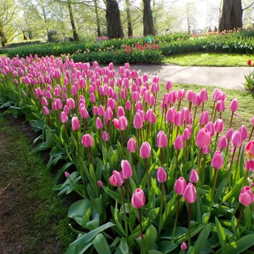 Bombilla de tulipán perennes resistentes,de jardín perennes resistentes Decoración de oficina,decoración de jardín para exteriores-6 bulbos-g