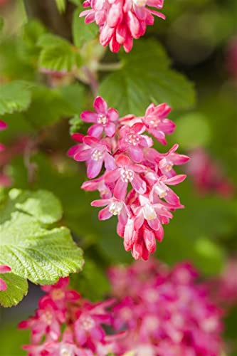 Ribes sanguineum 'King Edward VII' 60–100 cm – Winterhart, Mehrjährig, Pflegeleicht – Blutjohannisbeere – Heckenpflanze für Garten & Sichtschutz