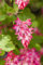 Ribes sanguineum 'King Edward VII' 60-100 cm - Blutjohannisbeere, rote Blüten, Blütezeit April-Mai, bienenfreundlich, ideal für Hecken, pflegeleicht