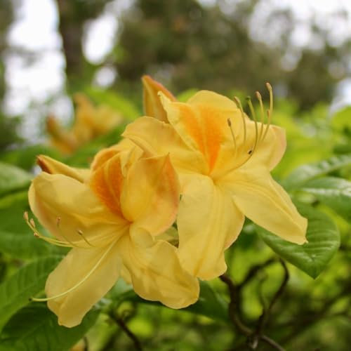 Rhododendron 'Golden Sunset' - Hardy Deciduous Azalea Shrub with Primrose Yellow Flowers – 1x 4 Litre Potted Plant by Thompson & Morgan