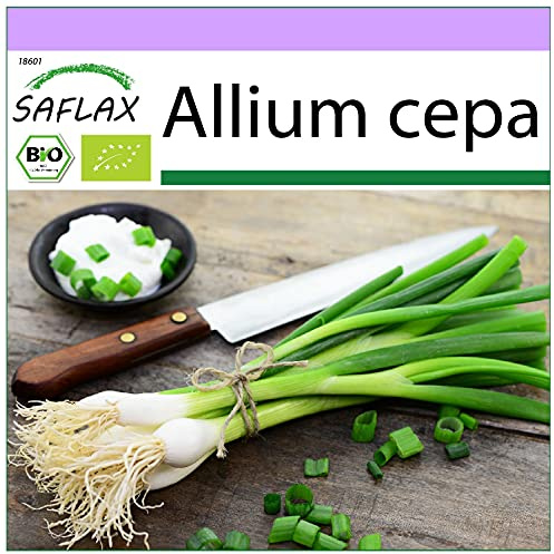 SAFLAX - Ekologiskt - Vårlök - Vit Lissabonost - 150 Frön - Allium cepa