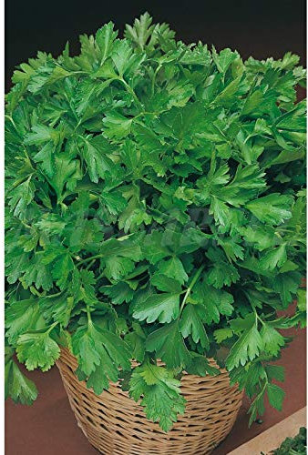 Semillas hortícolas - Perejil comun-2 - Mascarell