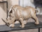 Casablanca grande figura decorativa XL rinoceronte – decorazione regalo figura animale animale selvatico scultura Rhino marrone – larghezza 57 cm