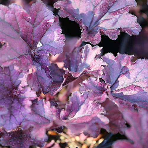 Heuchera Forever Purple Korallen Glockenblumen für den Außenbereich im Pflanztopf. Ideal für den Garten als mehrjährige Pflanzen.
