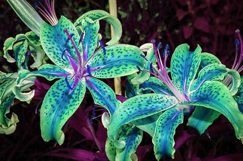 Lilienzwiebeln, Zarte Blumenzwiebeln,Lilium Martagon，Duftende Blumen,Lilium，Lilien Winterhart MehrjäHrig，Winterharte Stauden,Lilien Winterhart-4zwiebeln-A