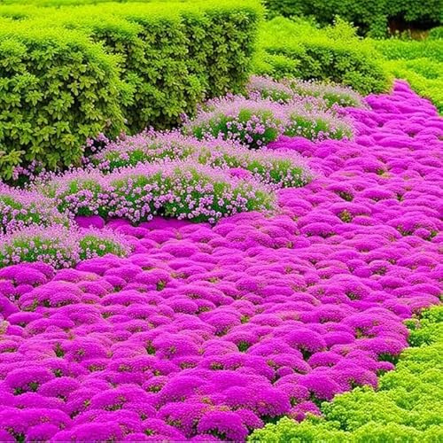 200Pcs Creeping Thyme Seeds, Flower Seeds Ground Cover Carpet Spreading Creeping Thyme Perennial Flowering Garden (200, Rose red)