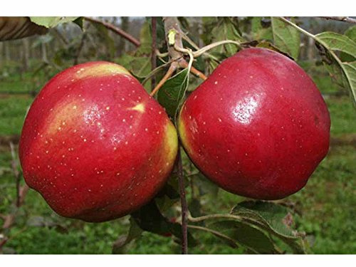 1 PIANTA di MELO RUNSè Albero da Frutta Matura A FINE Ottobre
