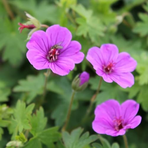 6 x Storkbickar - Geranium 'Dilys' - 9 x 9 cm kruka - magentarosblomma