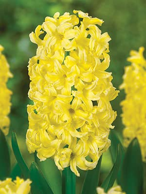 Ponak Neu Hyazinthe Blumensamen 20 Stück Gelb