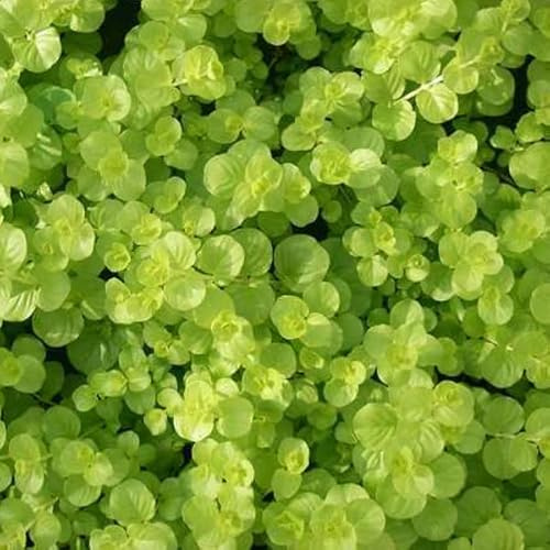 6x Lysimachia Nummularia 'Aurea' - Penningblad 'Aurea' - Krukstorlek 9x9 cm - Gulbladig Marktäckare