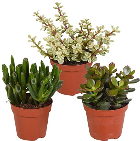 Plantas Crasas Naturales: Crassula Hobbit, Portulacaria Afra Variegata y Planta de Jade Crassula Ovata