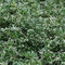 10 x Euonymus Emerald Gaiety Spindelstrauch Kriechspindel Bodendecker winterhart