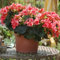100 PZ Semi di Begonia Estetica Seme Facile da Coltivare Seme di Fiore Naturale Fiore Albero da Frutto Semi di Ortaggi Semi di begonia