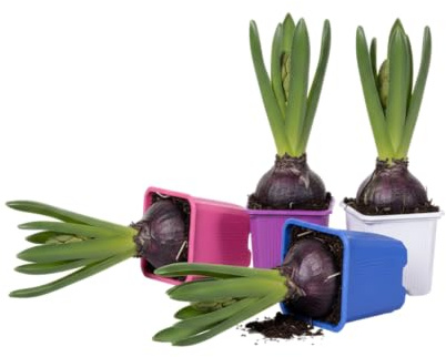 DECOALIVE Pack Cuatro Jacintos Bulbos Naturales para Crear un Ambiente Alegre y Aromático