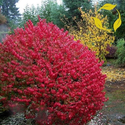 BUISSON ARDENT Euonymus Alatus - 20+ SEEDS