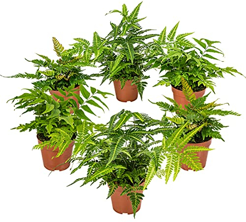 Bloomique - Mezcla de 6 - Helechos - Helechos de jardín - Plantas de jardín - Resistente al frío - Siempreverde - Altura 20-30 cm - Maceta 12 cm