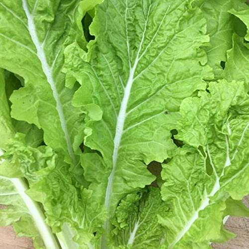 thegardeningworld 250 Tokyo Bekana Organic Mustard Chinese Cabbage Seeds Pekinensis, TGW-BEKAN