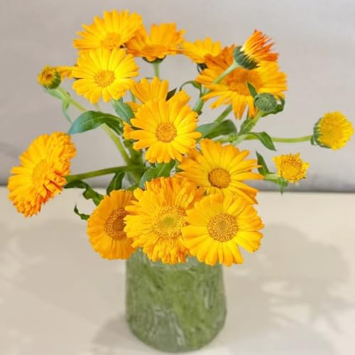 calendula - ombra semi di selvatici semi di calendula resistenti esterno in vaso primaverili, resistenti in vaso per balcone Arredamento del 1000semi