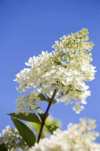 Hydrangea paniculata 'Tardiva' 80–100 cm – Winterhart, Mehrjährig, Pflegeleicht – Rispenhortensie – Blütenstrauch für Garten & Kübel