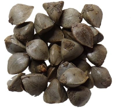 Sarrasin Bio Sarrasin - Fagopyrum Esculentum (Engrais Vert) SEM06