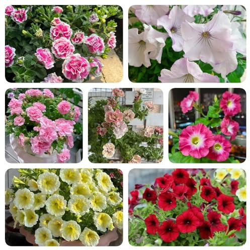 Semi di petunia appesi, giardino di Petunia ibrida, rari per esterno semi di selvatici da balcone regali sostenibili perenni 350pcs