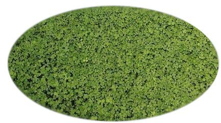 Saatzucht Bardowick Mikroklee Microclover Zwergklee für 50m² gleichmäßigen dichten ganzjährig grünen Rasen - 100g Klee Samen - Rasenklee Miniklee