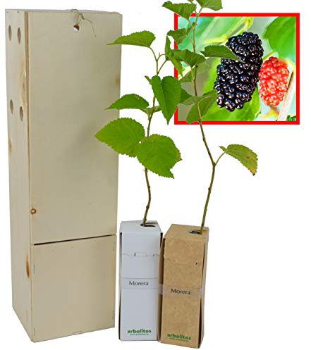 Mûrier Noir (Morus Nigra) – Arbre Rustique et Élégant à Fruits - Jeune Pousse Reçue dans une Caisse en Bois Réutilisable – 2 Unités