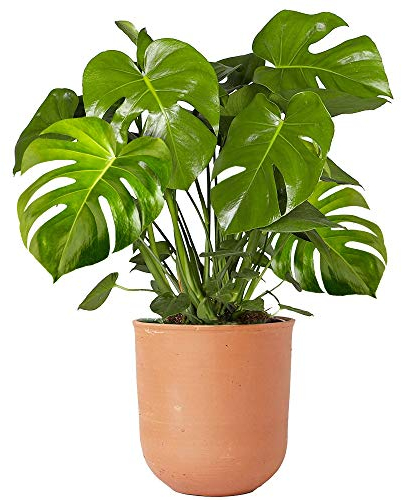 Plante d'intérieur 40-50cm en pot | Monstera Deliciosa Faux Philodendron