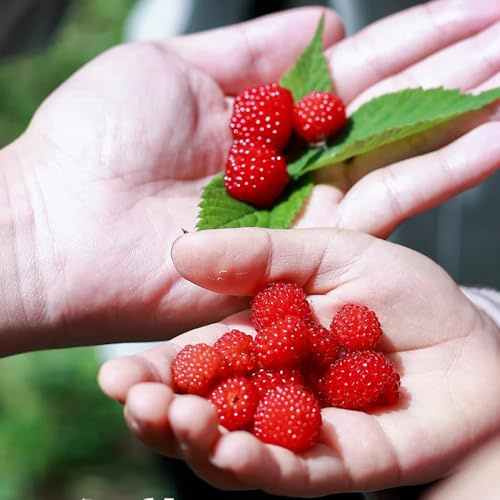 semillas de fresa silvestre orgánicas resistentes al aire libre comprar fresas silvestres Decoración jardín para exteriores raras semillas 150pcs