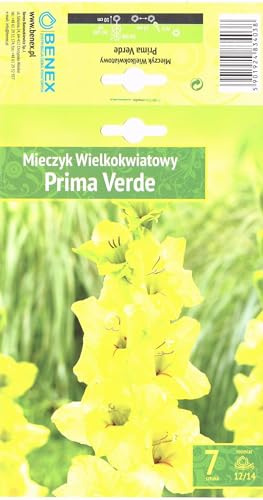 AGRONOM | GLADIOLOS - PRIMA VERDE | Bulbos de flores perennes | Flores amarillas | Cultivadas en jardines de flores y céspedes floridos | 7 bulbos