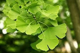 Aamish 5 semi di piante di Ginkgo biloba