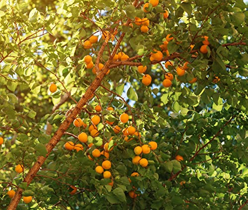 Wildaprikose, Prunus armeniaca, winterhart, 80-120cm im 5 Liter Topf