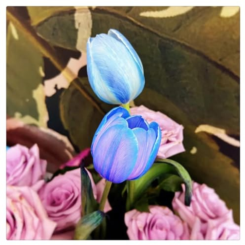 Bulbos de Tulipán | Frescos, Firmes, Naturales, Robustos, Uniformes, Viables-8 bulbos