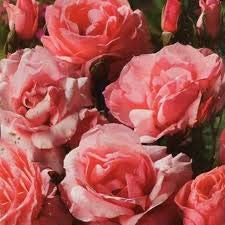 Rose Bush Marion, Garden Plants & Flowers