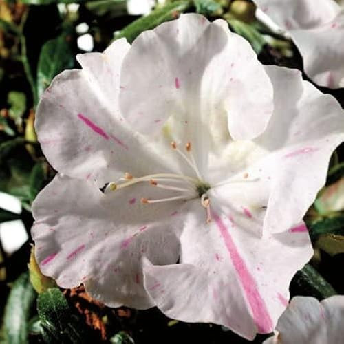 Pianta vera di Azalea Encore Starlite - Diametro Vaso Ø 18 cm