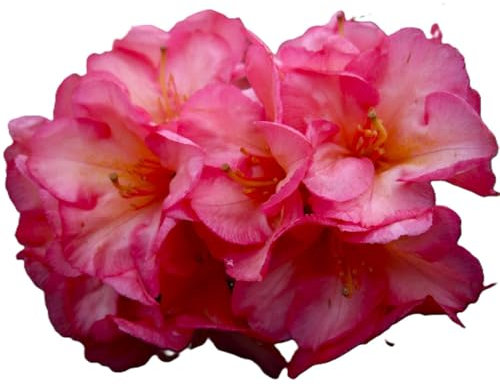 Rhododendron hybride à grandes fleurs « Balalaïka » violet foncé 30-40 cm