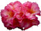 Großblumiger Rhododendron Hybride  Balalaika  dunkelviolett 30-40 cm