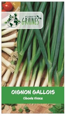 100 Graines d'Oignon Gallois (Ciboule Vivace) – Récolte Permanente, Goût Doux, Rusticité Exceptionnelle – Facile à Cultiver